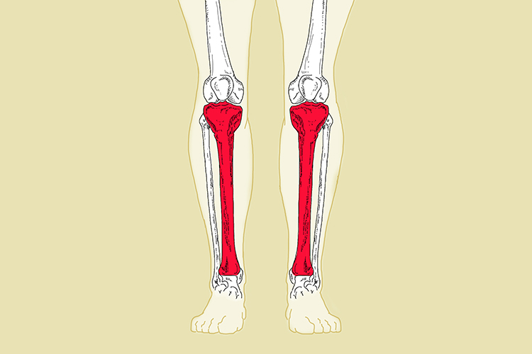 The tibia is one of 2 bones that connect the knee with the ankle (tarsal region)
